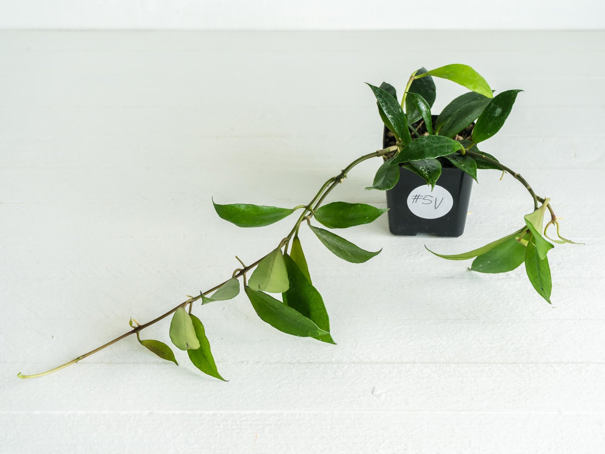 Hoya 'Rebecca' | 2-Inch