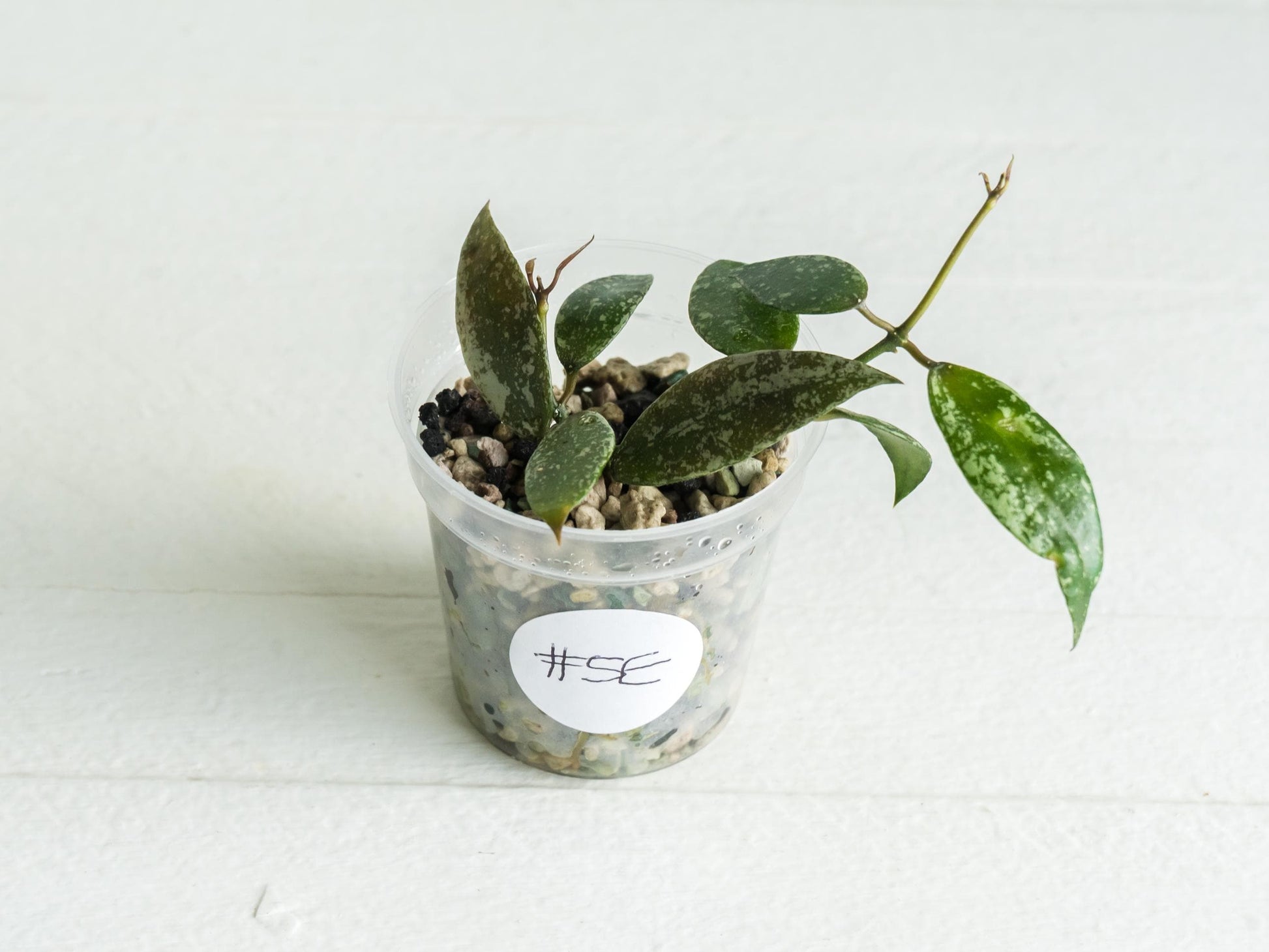 Hoya lacunosa 'Laos Full Splash' | 2-Inch