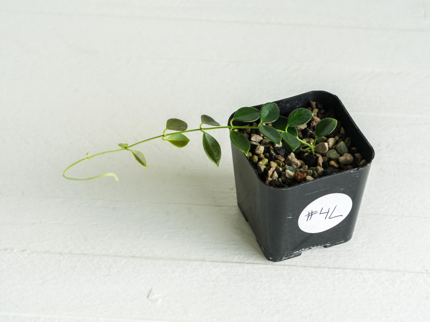 Hoya papua (PNG IM-08) | 2-Inch