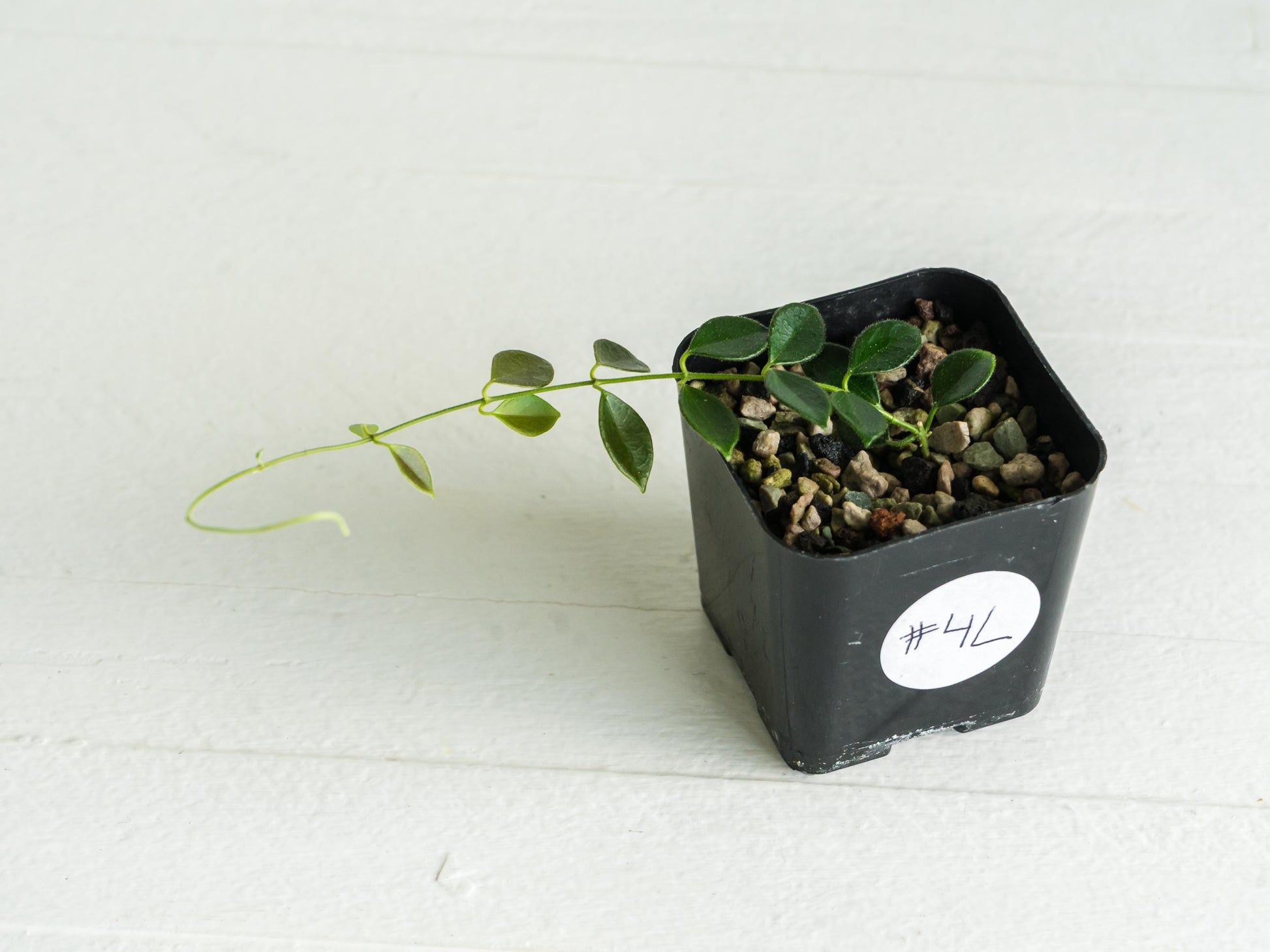 Hoya papua (PNG IM-08) | 2-Inch
