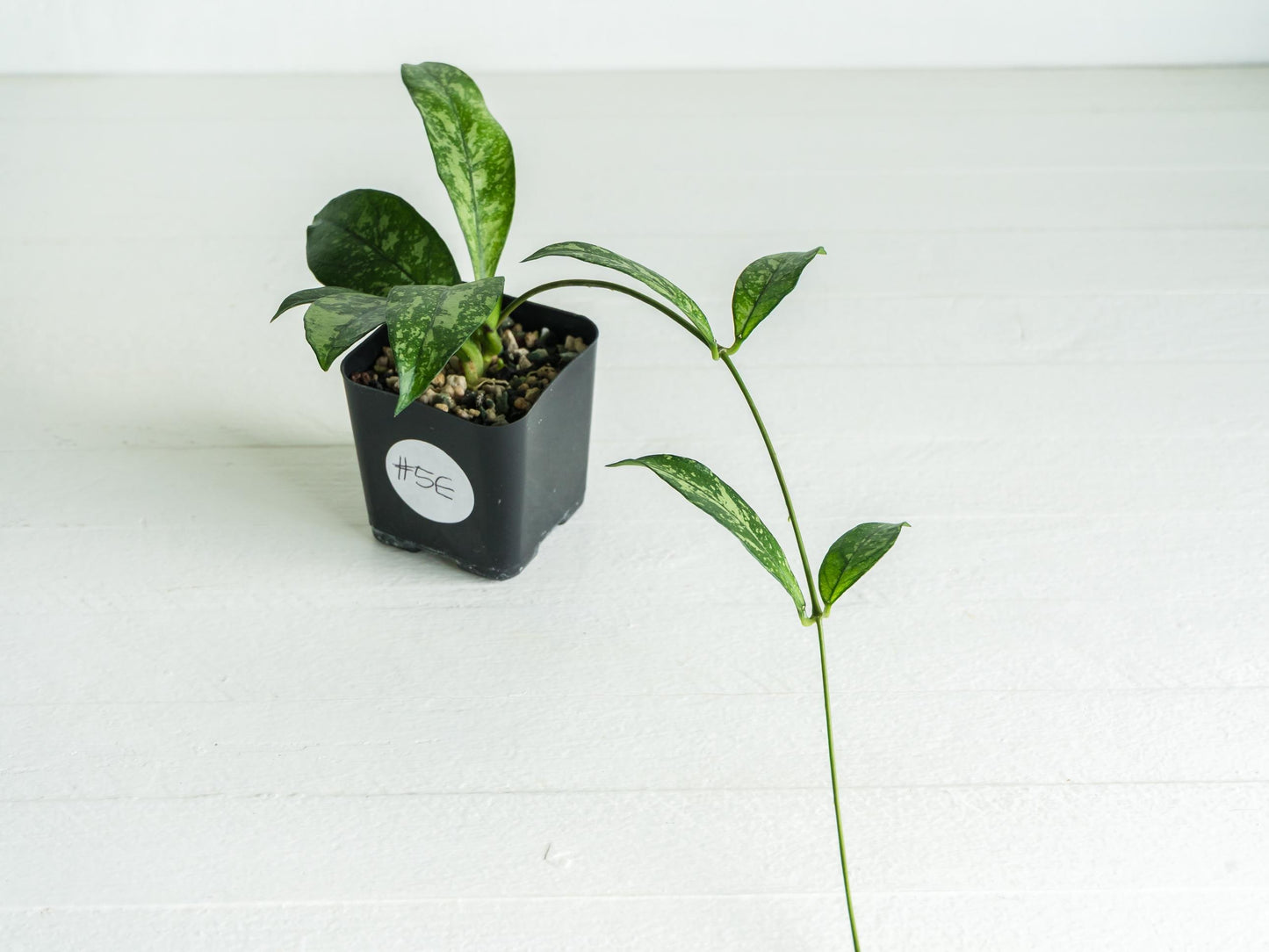 Hoya crassipetiolata (Splash) | 2-Inch
