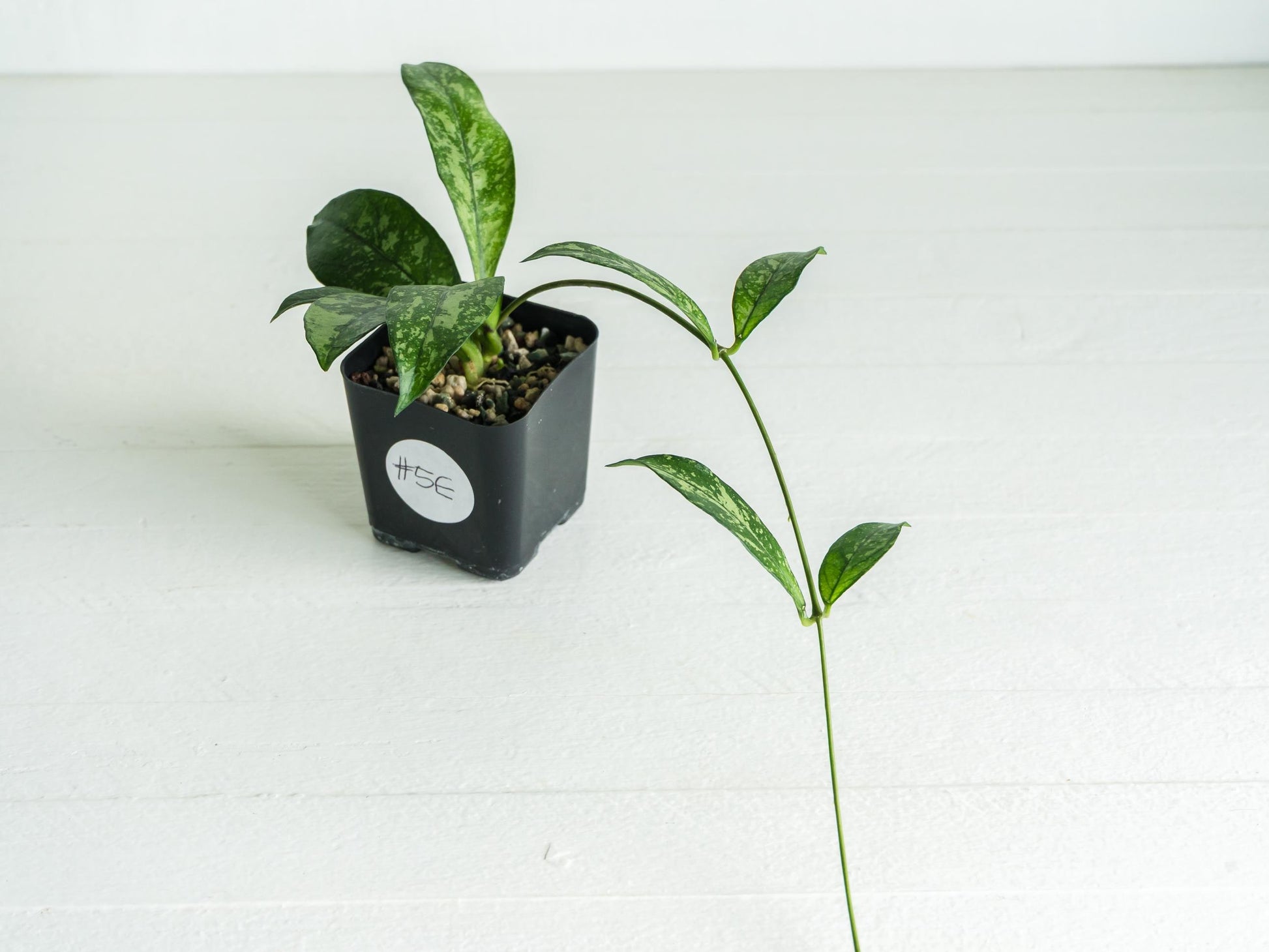 Hoya crassipetiolata (Splash) | 2-Inch