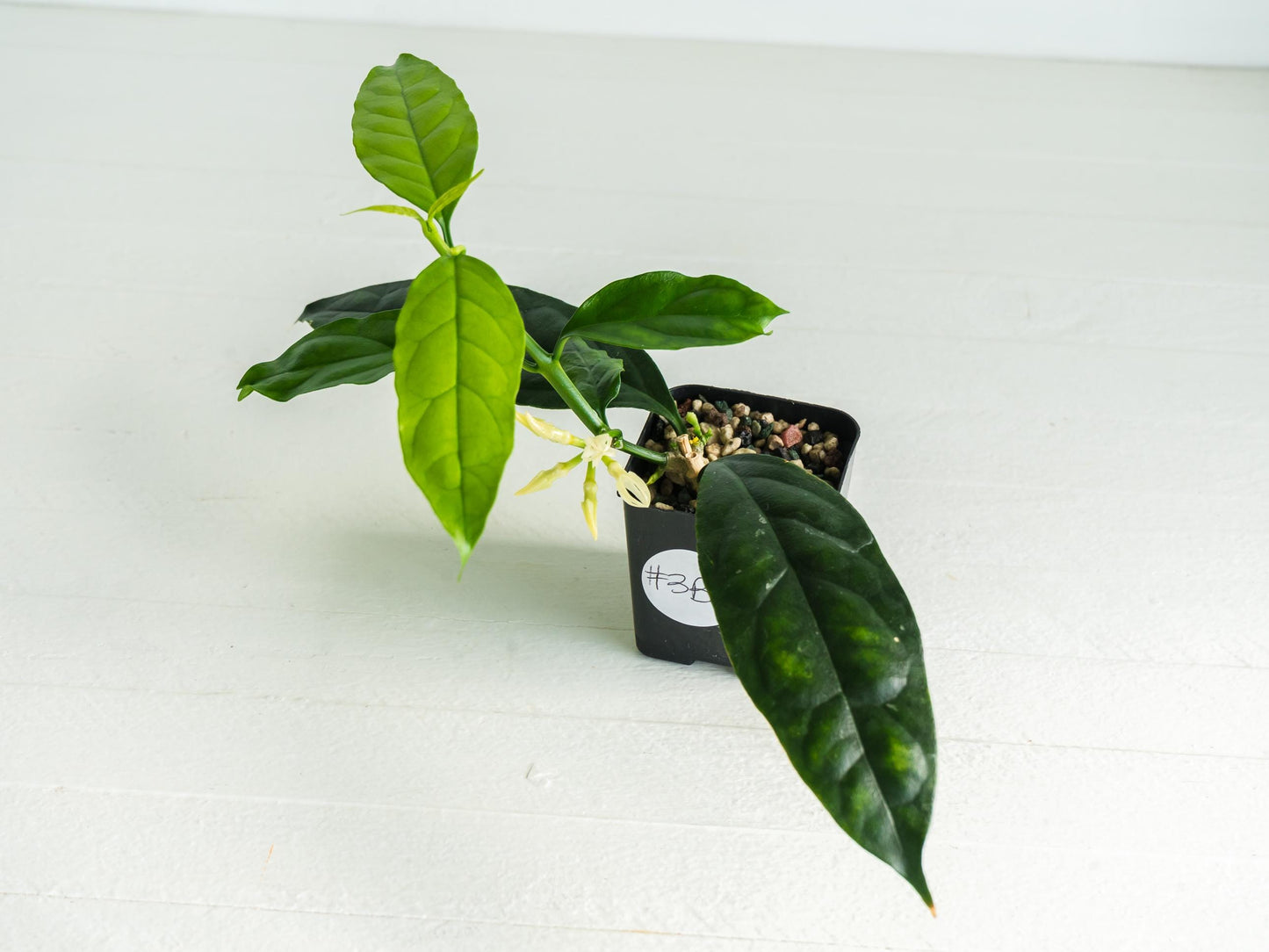 Hoya decipulae (Outer Variegated) | 2-Inch