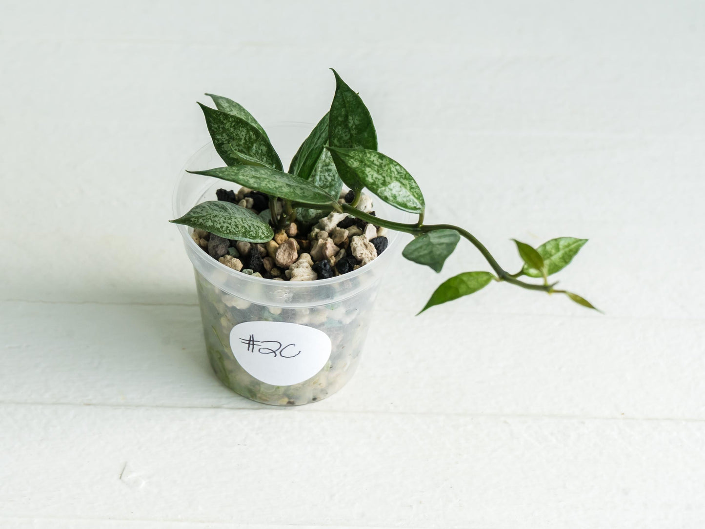 Hoya lacunosa 'White Pearl' | 2-Inch