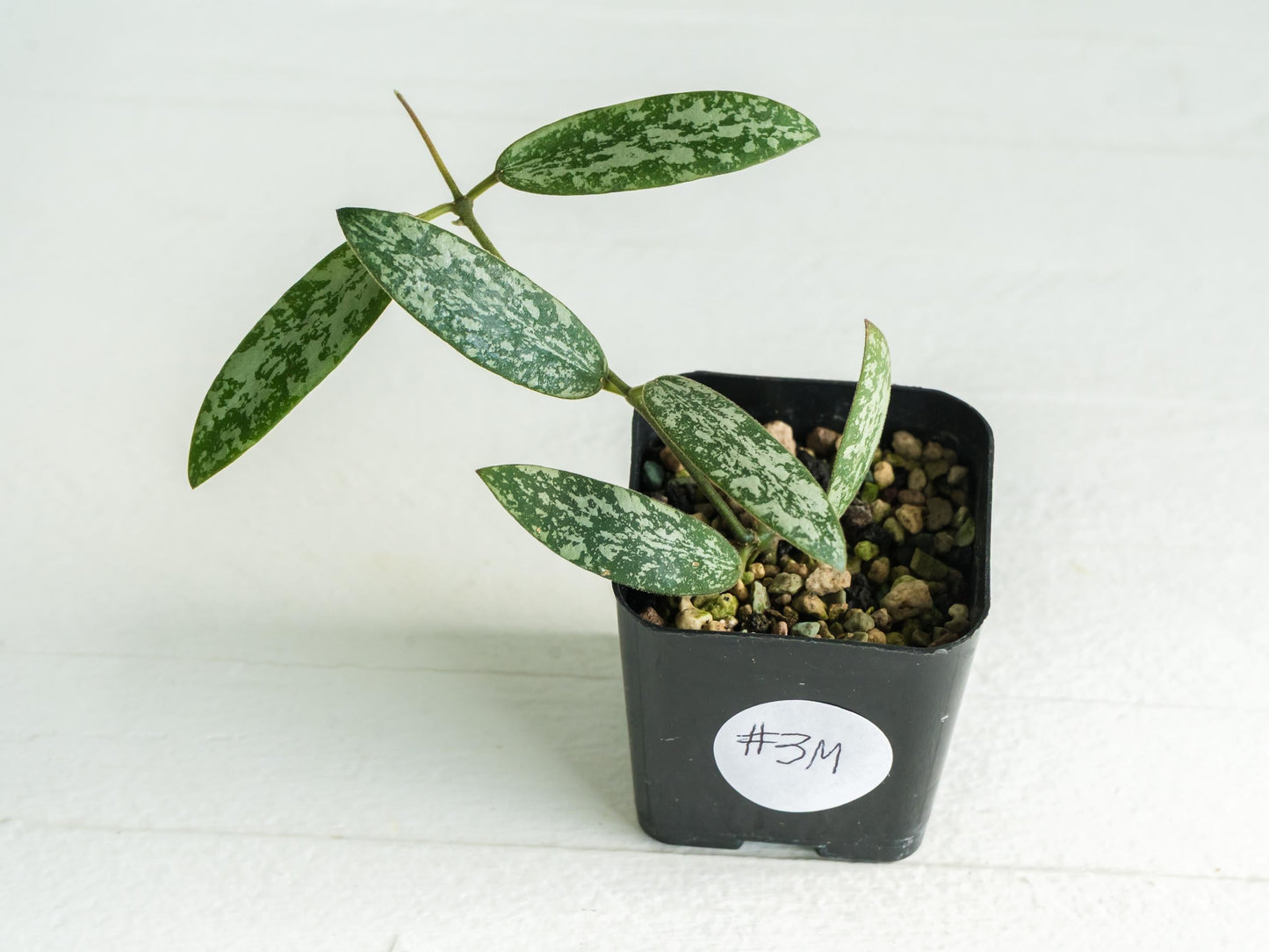 Hoya sigillatis 'Round Leaf' aka sigillatis (Silver) AH001 aka Borneo | 2-Inch