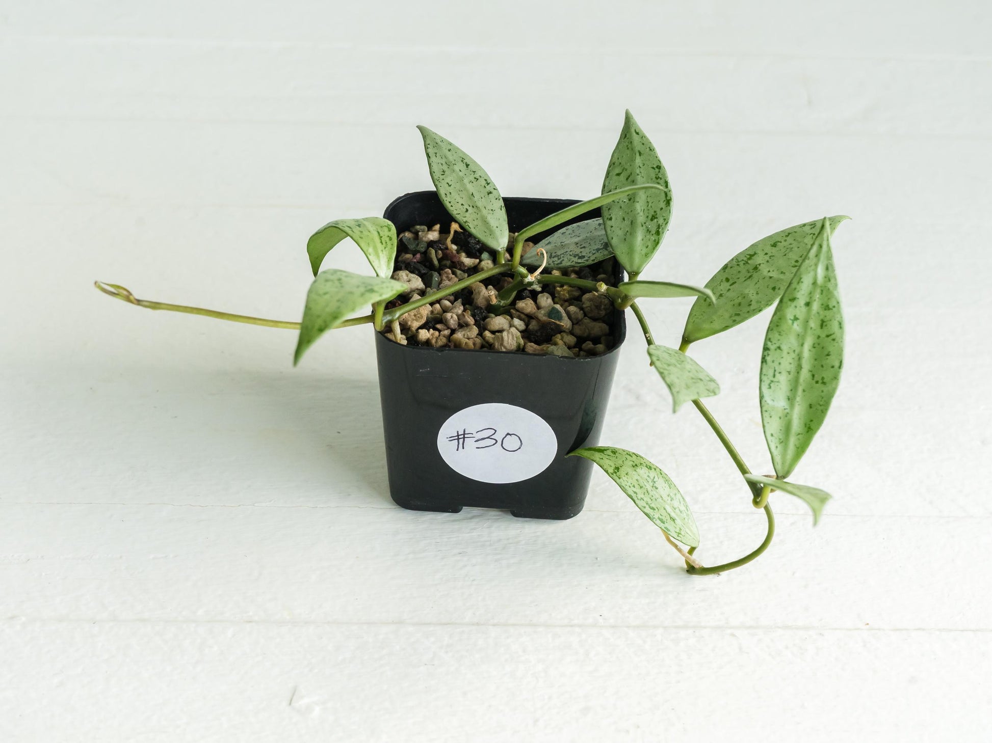 Hoya lacunosa 'Silver Lime' | 2-Inch