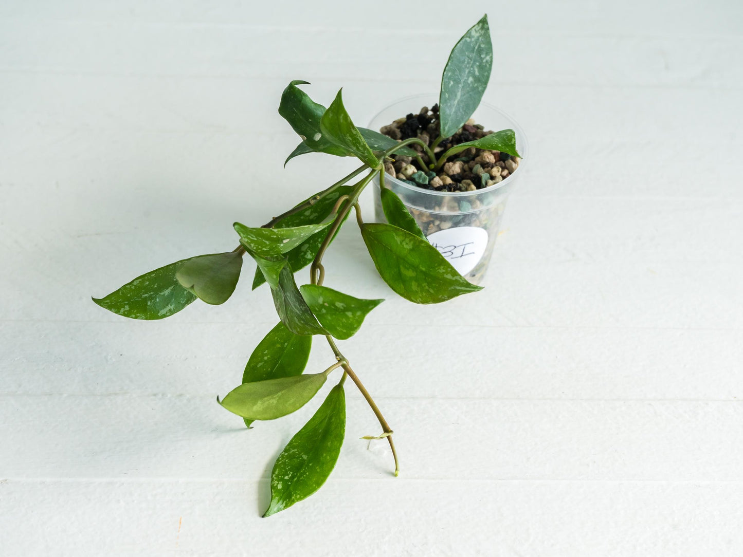 Hoya 'Rebecca' (Splash) | 2-Inch