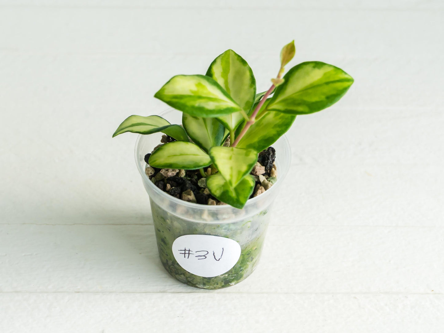 Hoya heuschkeliana (Inner Variegated) | 2-Inch