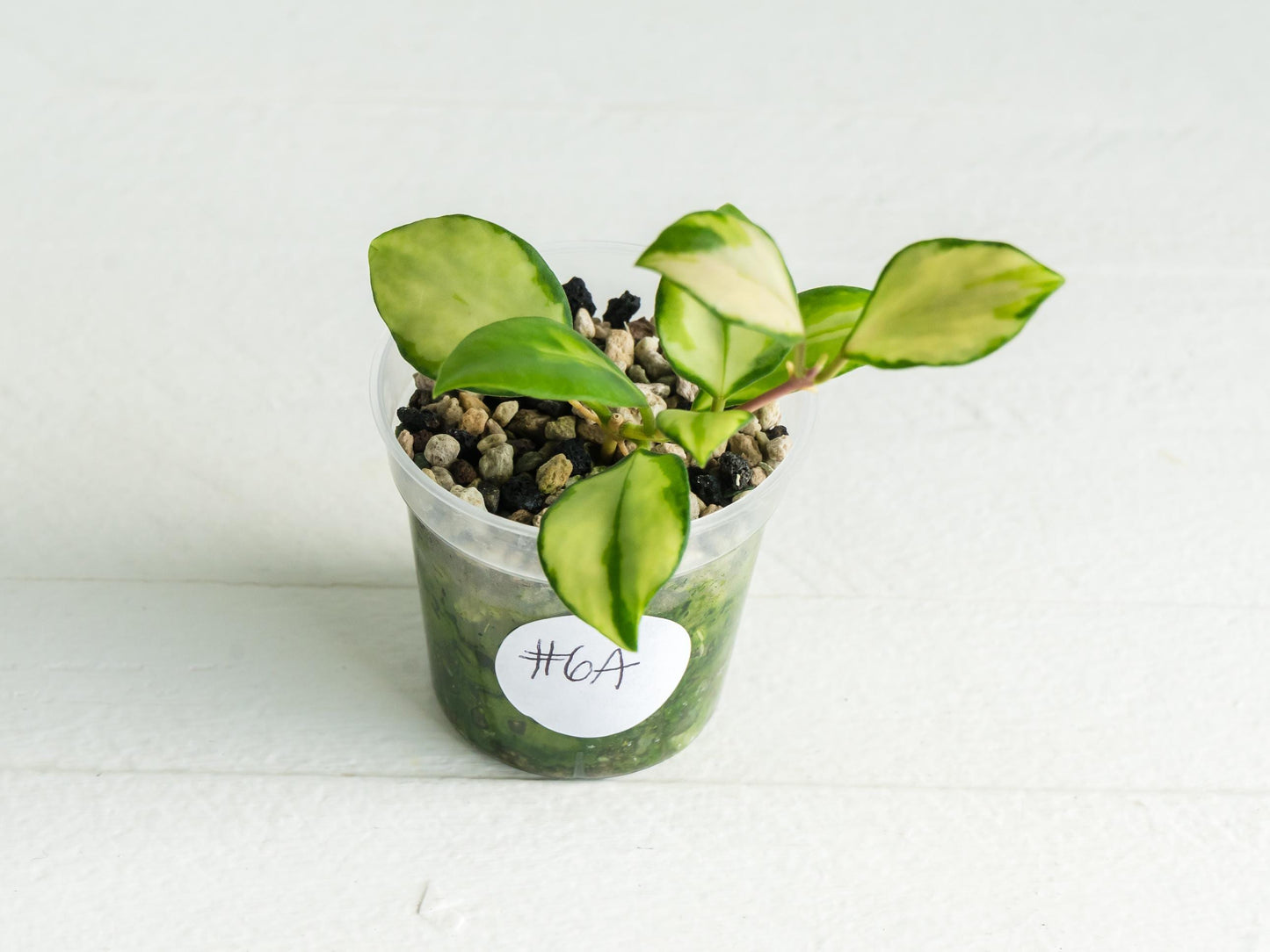 Hoya heuschkeliana (Inner Variegated) | 2-Inch