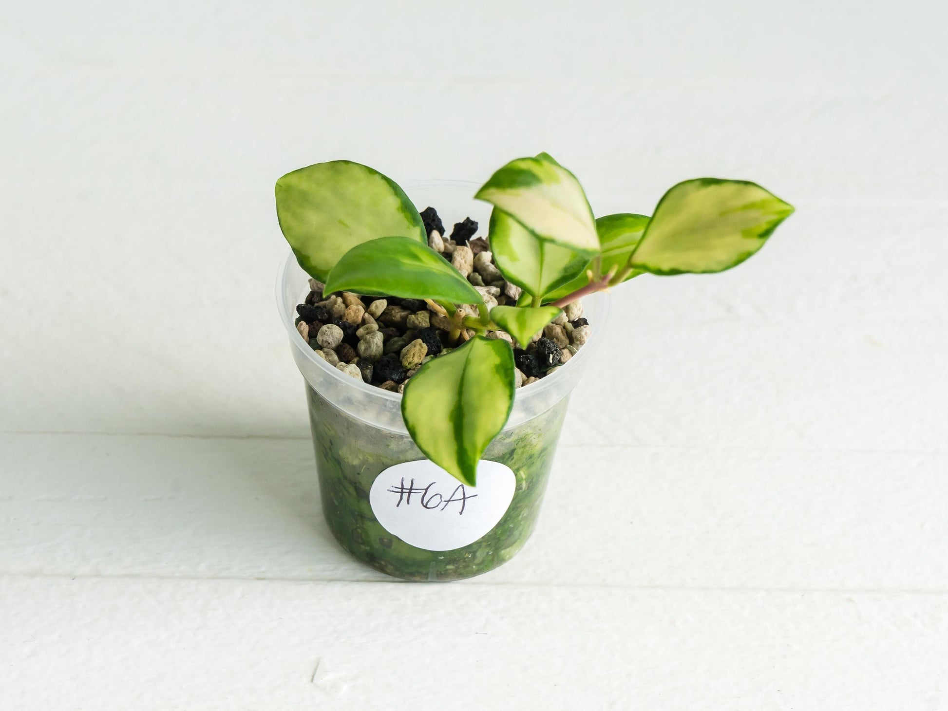 Hoya heuschkeliana (Inner Variegated) | 2-Inch
