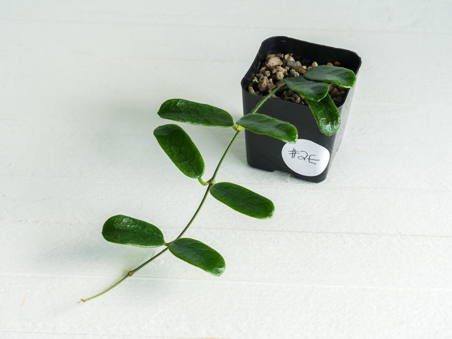 Hoya rotundiflora | 2-Inch
