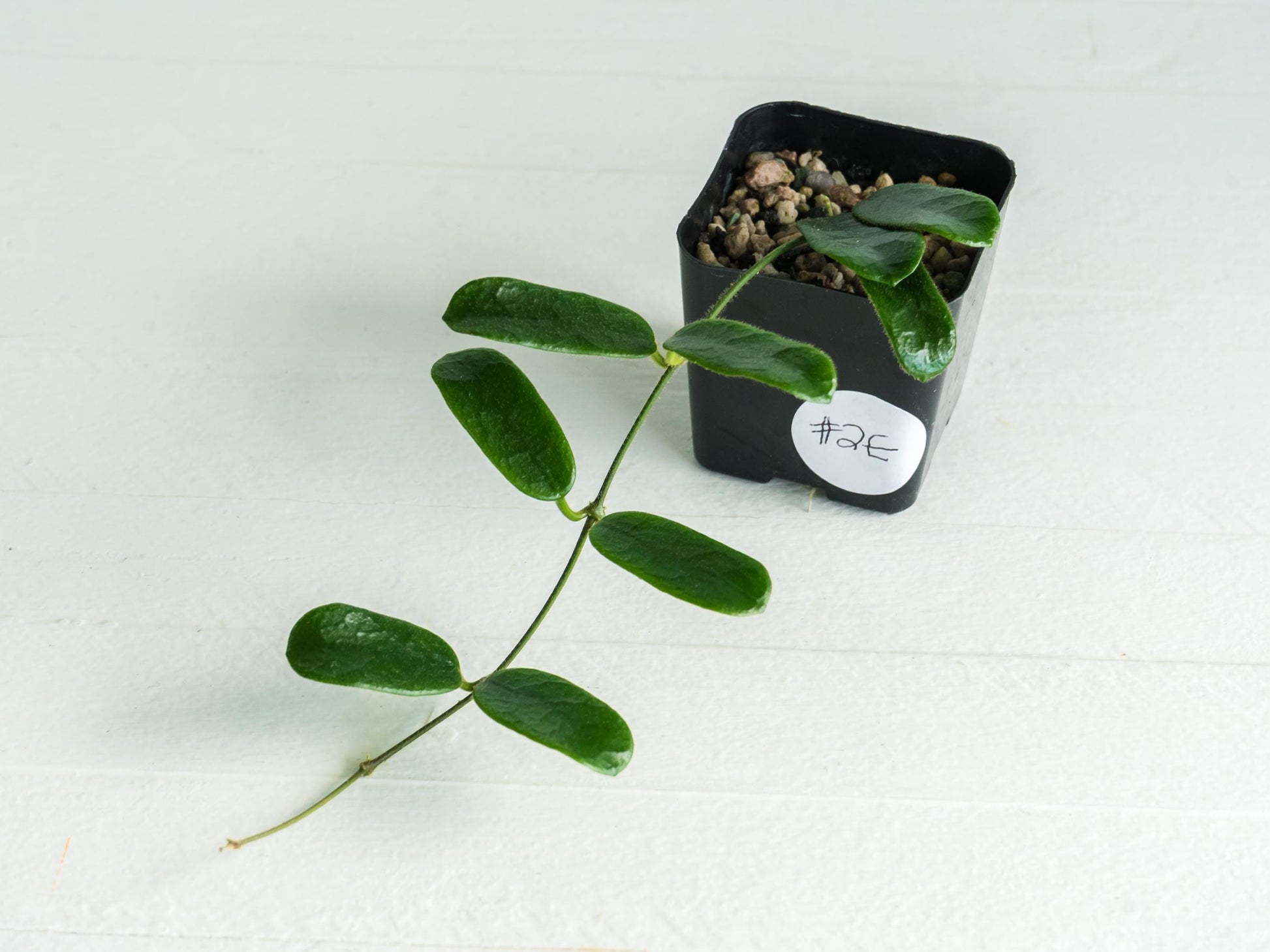Hoya rotundiflora | 2-Inch