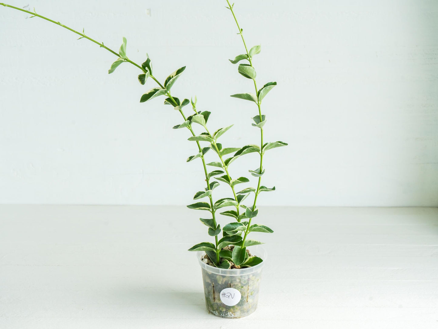 Hoya cumingiana (Albo | Outer Variegated) | 3-Inch