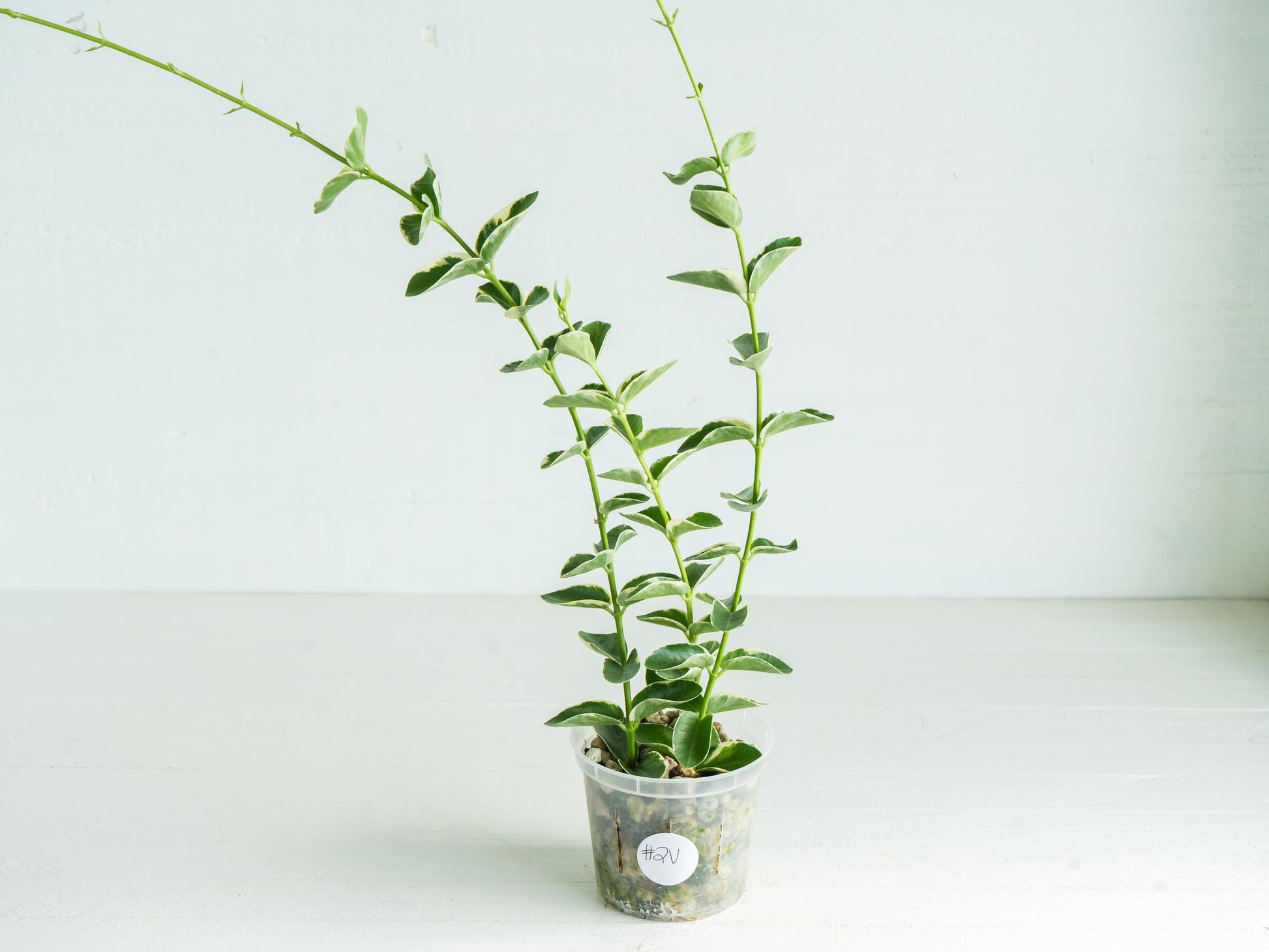 Hoya cumingiana (Albo | Outer Variegated) | 3-Inch