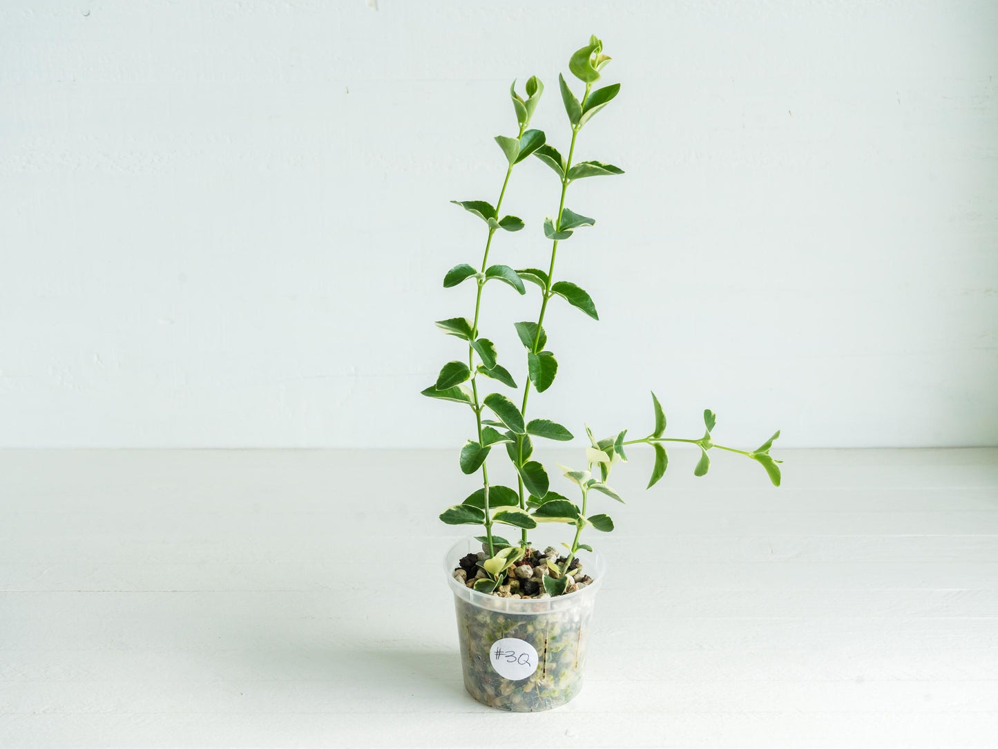 Hoya cumingiana (Albo | Outer Variegated) | 3-Inch