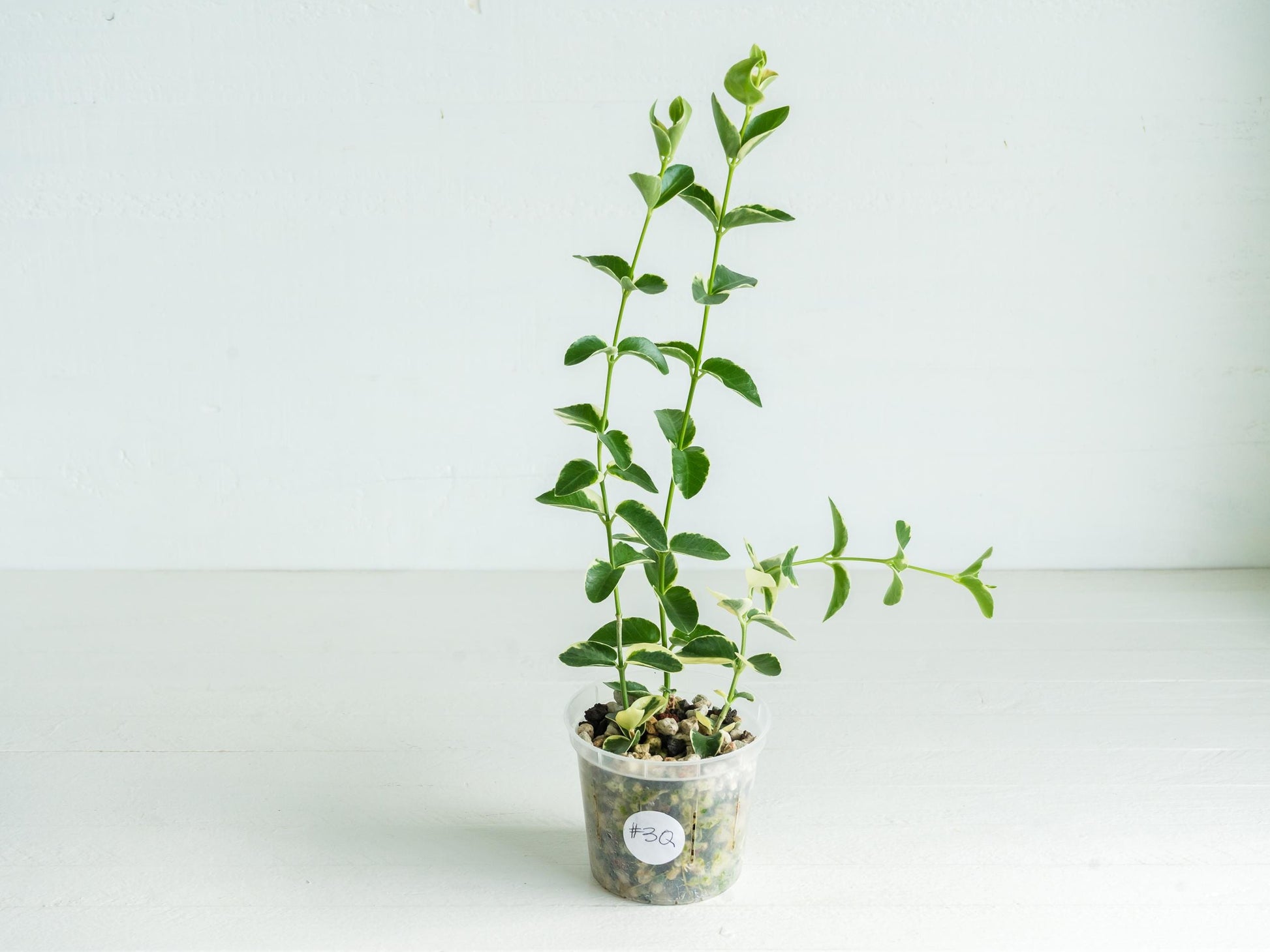 Hoya cumingiana (Albo | Outer Variegated) | 3-Inch