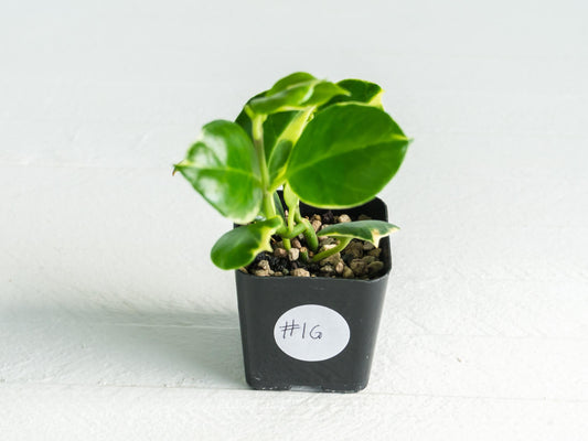 Hoya obscura (Albo | Outer Variegated) | 2-Inch