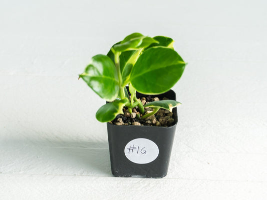 Hoya obscura (Albo | Outer Variegated) | 2-Inch