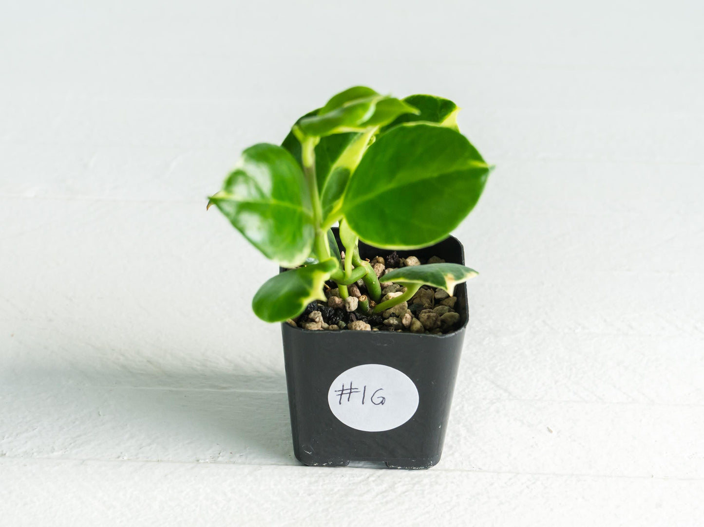 Hoya obscura (Albo | Outer Variegated) | 2-Inch