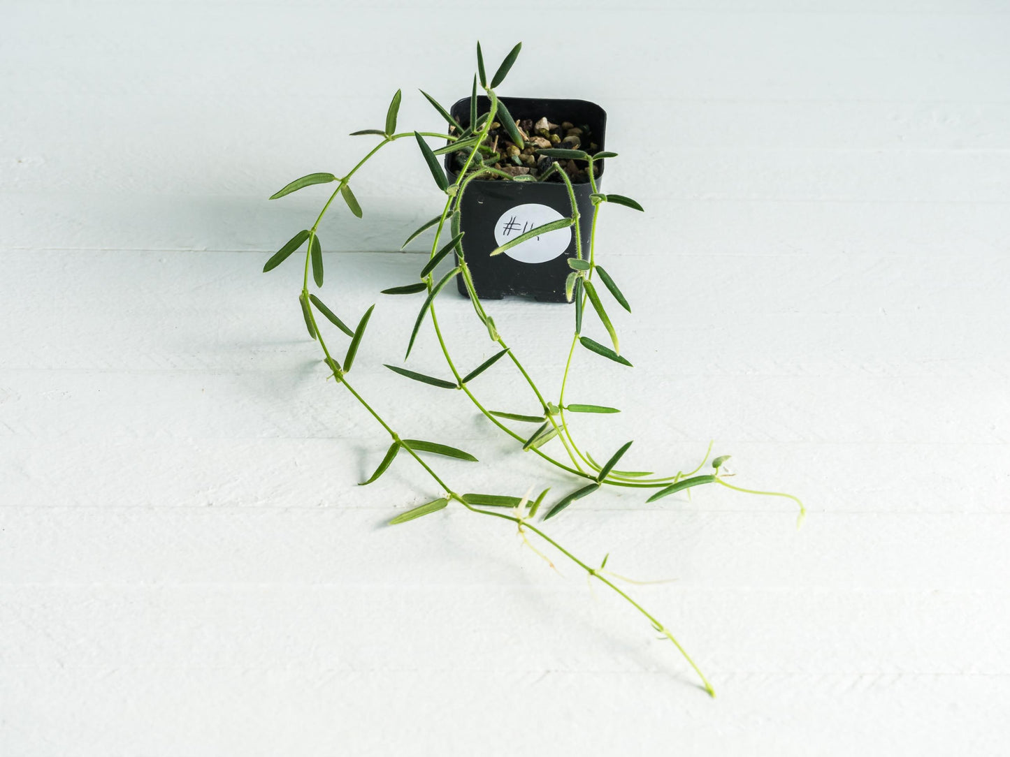 Hoya linearis | 2-Inch