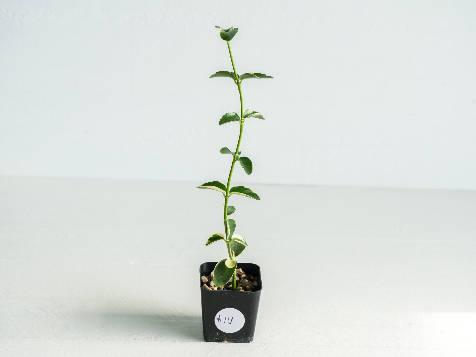 Hoya cumingiana (Albo | Outer Variegated) | 2-Inch