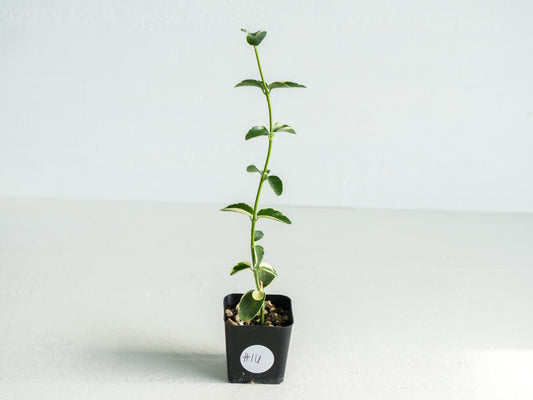Hoya cumingiana (Albo | Outer Variegated) | 2-Inch