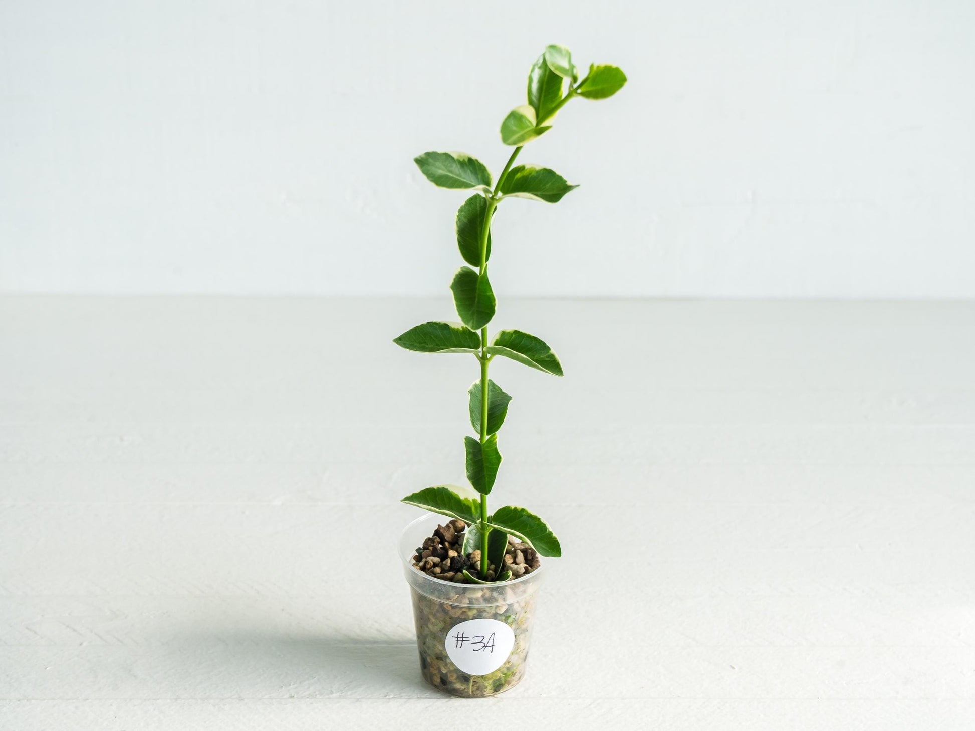 Hoya cumingiana (Albo | Outer Variegated) | 2-Inch