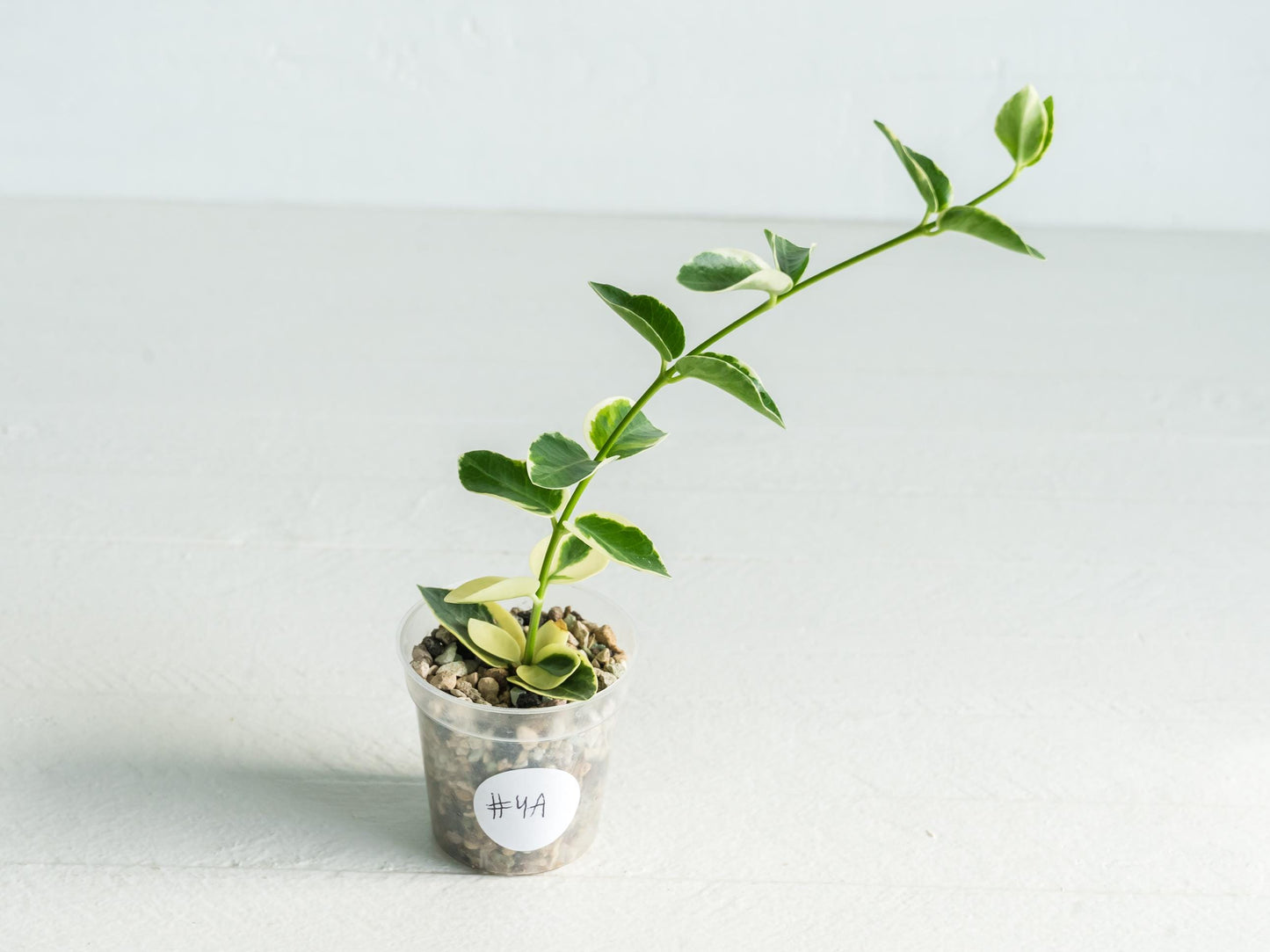Hoya cumingiana (Albo | Outer Variegated) | 2-Inch