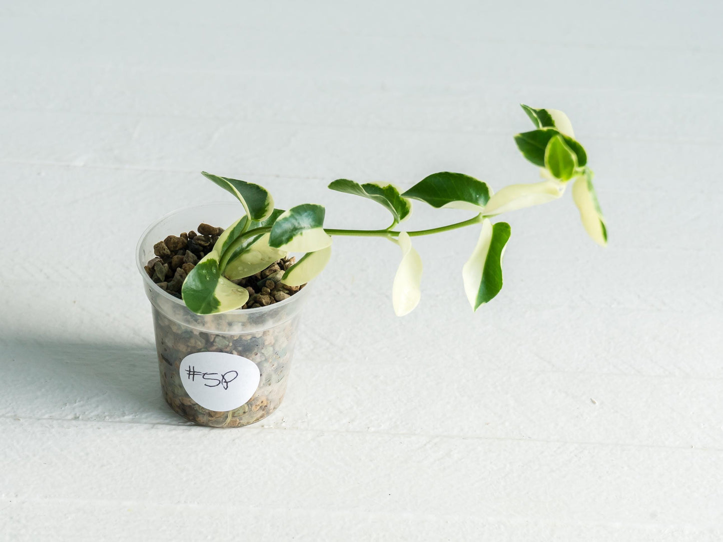 Hoya cumingiana (Albo | Outer Variegated) | 2-Inch