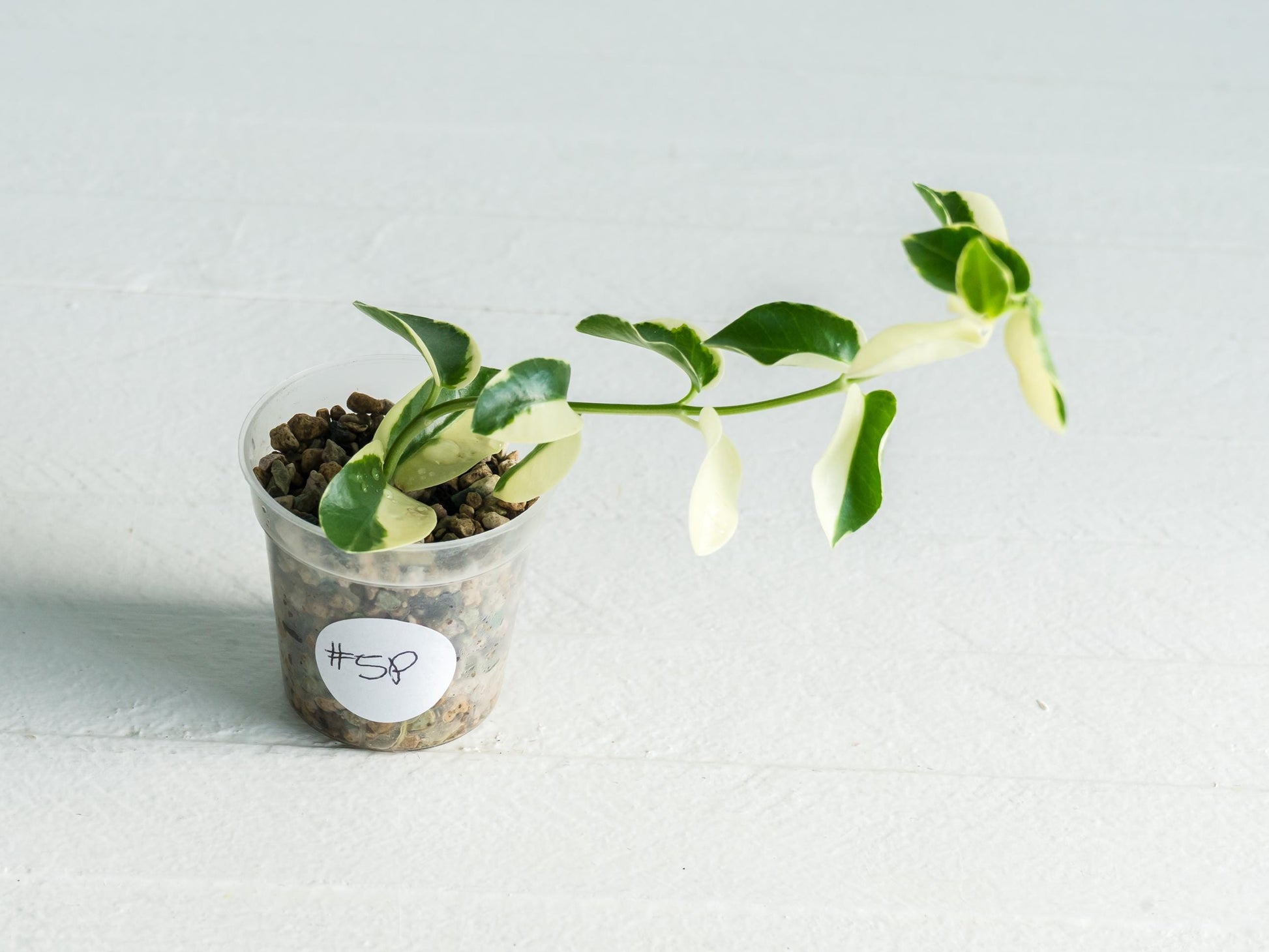 Hoya cumingiana (Albo | Outer Variegated) | 2-Inch