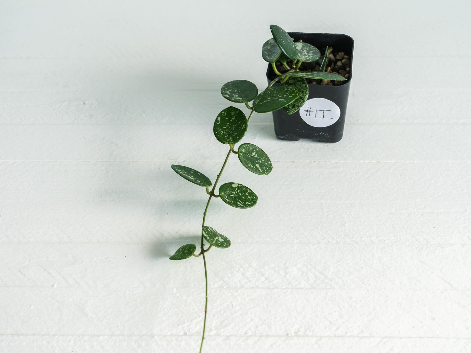 Hoya 'Mathilde' (Splash) | 2-Inch