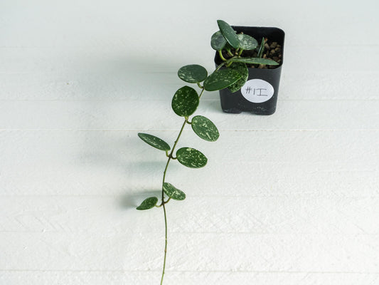 Hoya 'Mathilde' (Splash) | 2-Inch