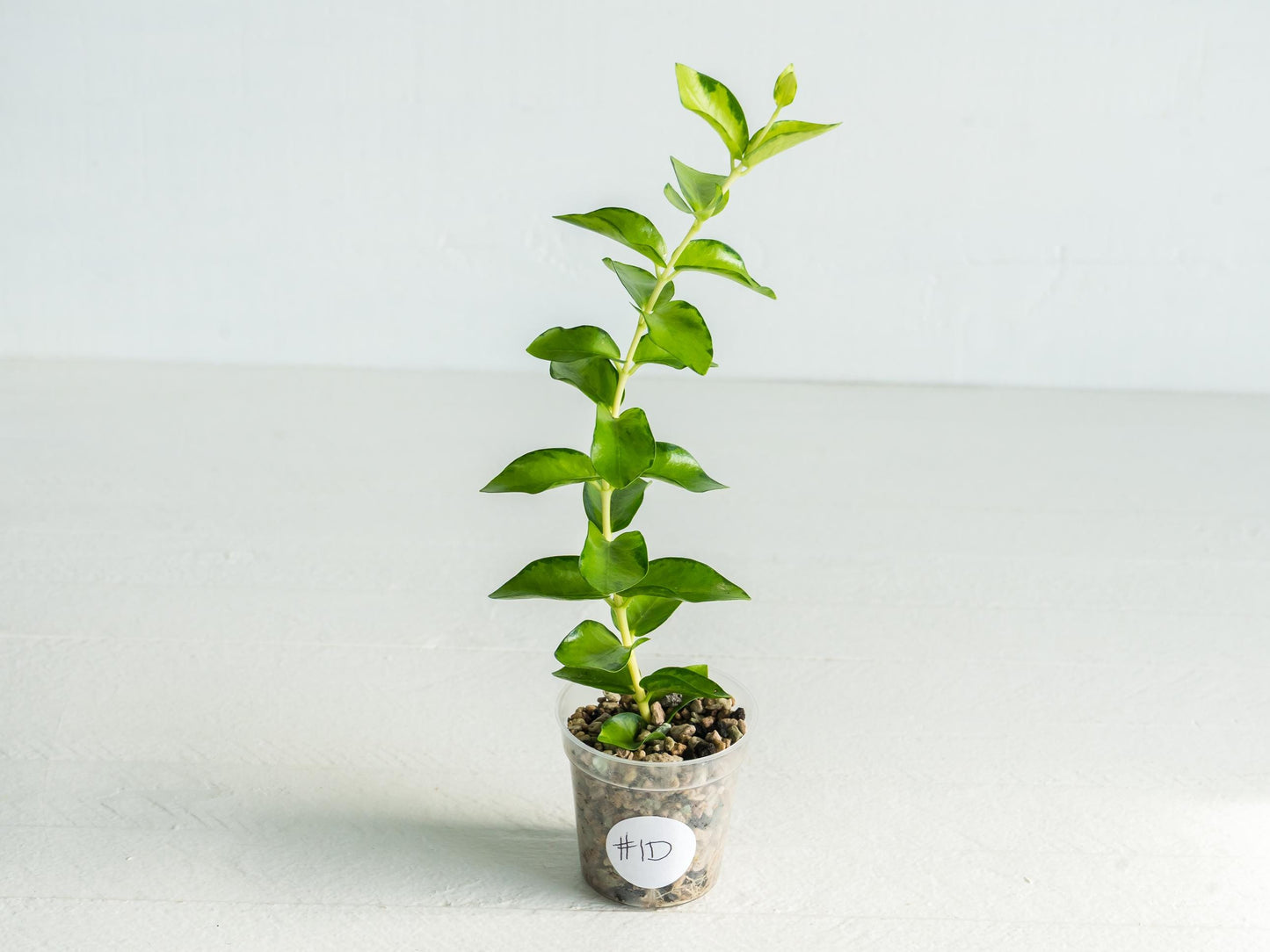 Hoya cumingiana (Inner Variegated) | 2-Inch
