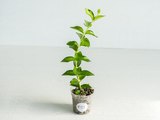 Hoya cumingiana (Inner Variegated) | 2-Inch