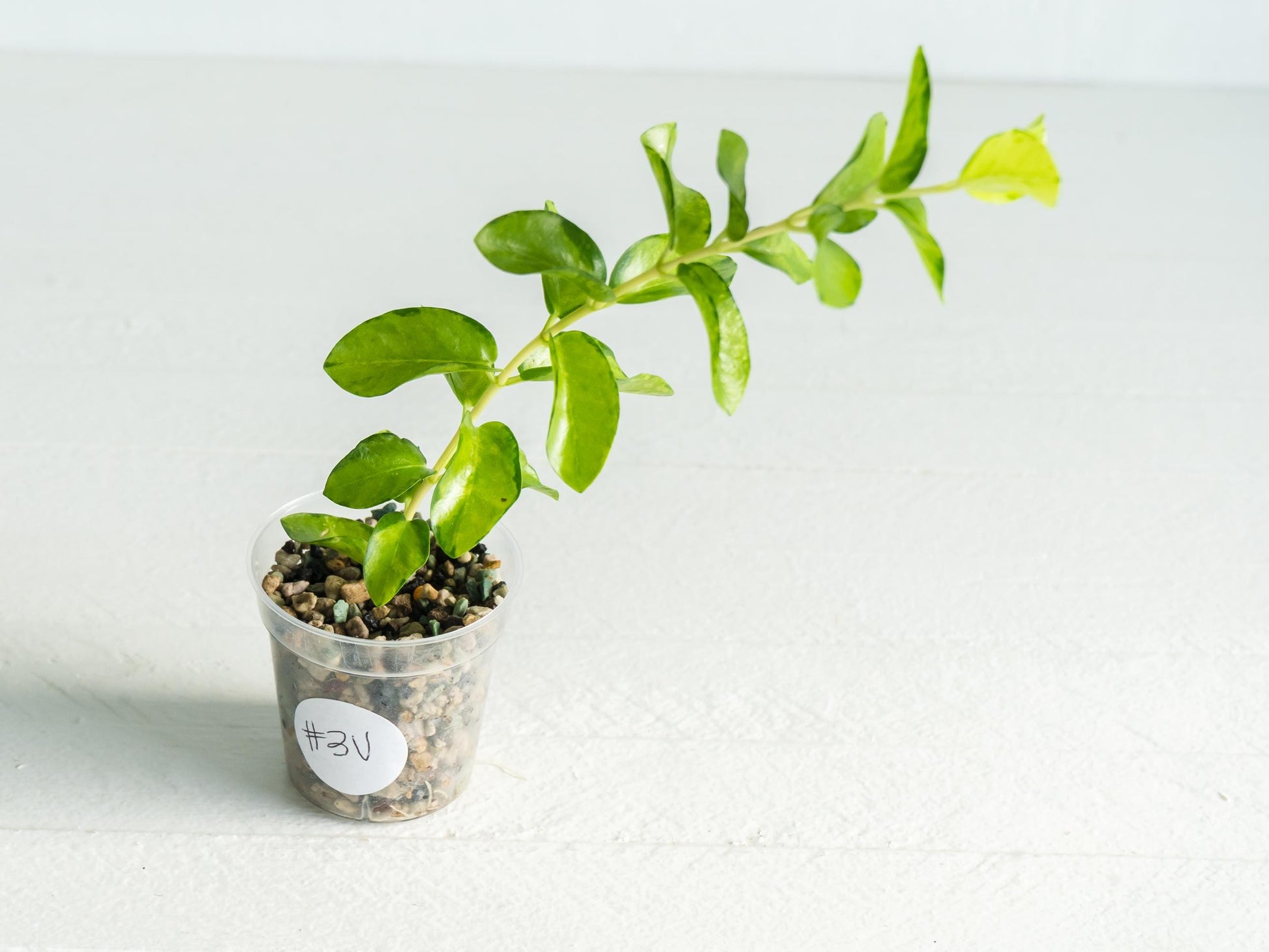 Hoya cumingiana (Inner Variegated) | 2-Inch