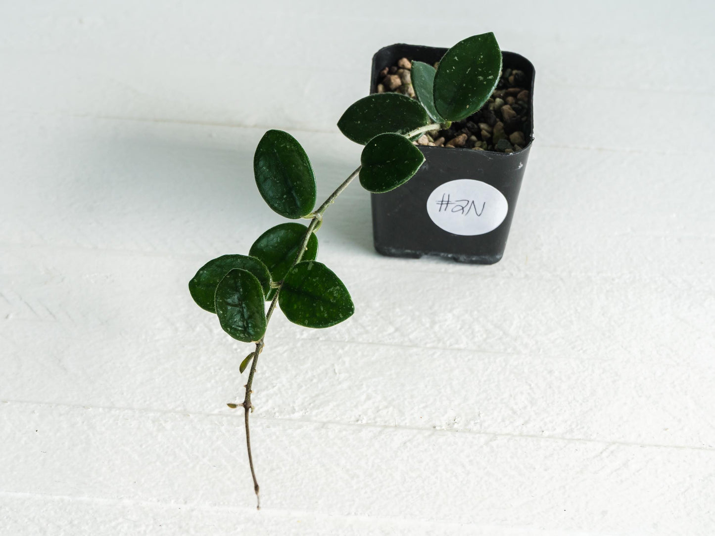 Hoya 'Mathilde' | 2-Inch
