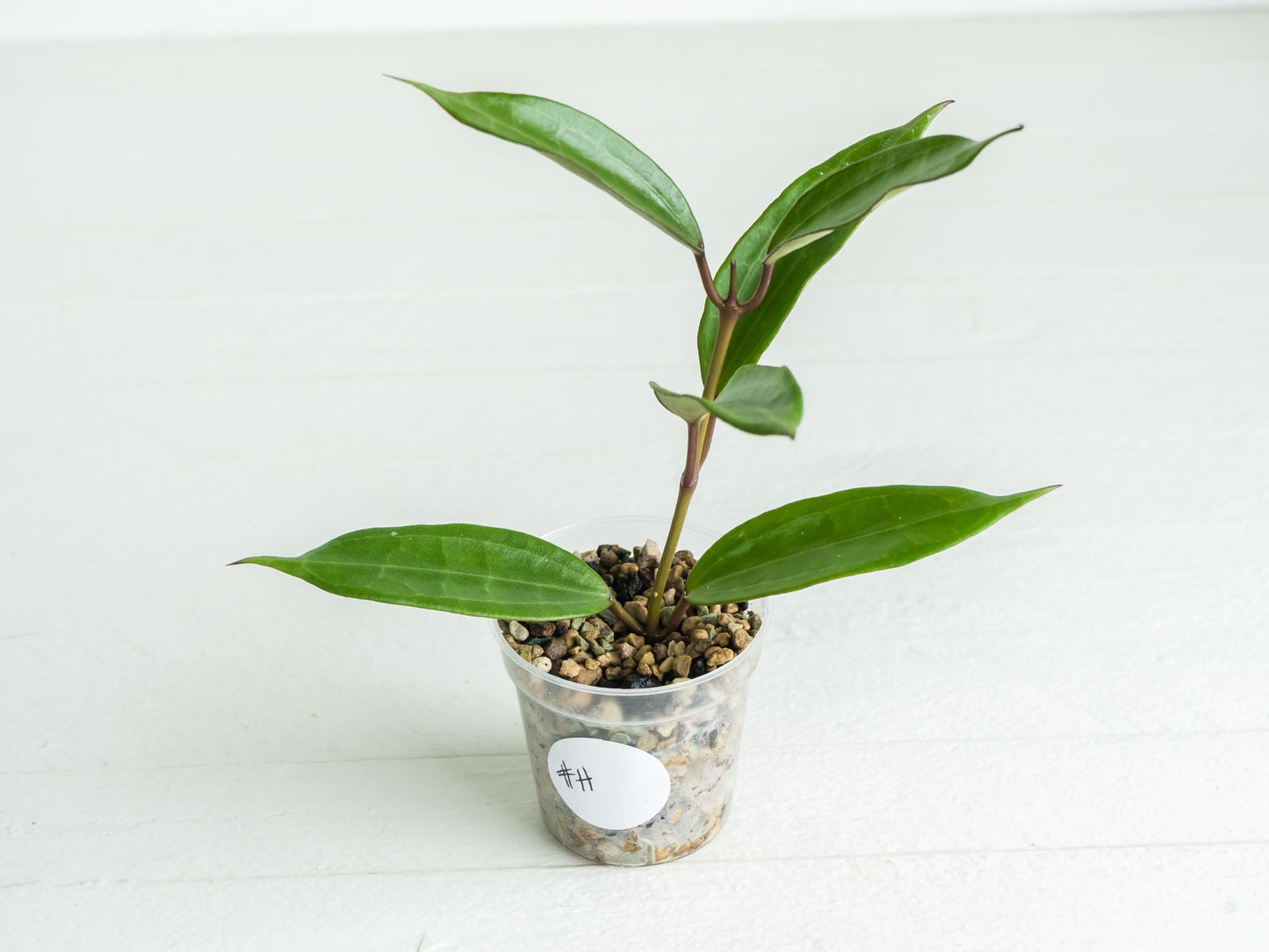 Hoya jasper blink | 2-Inch
