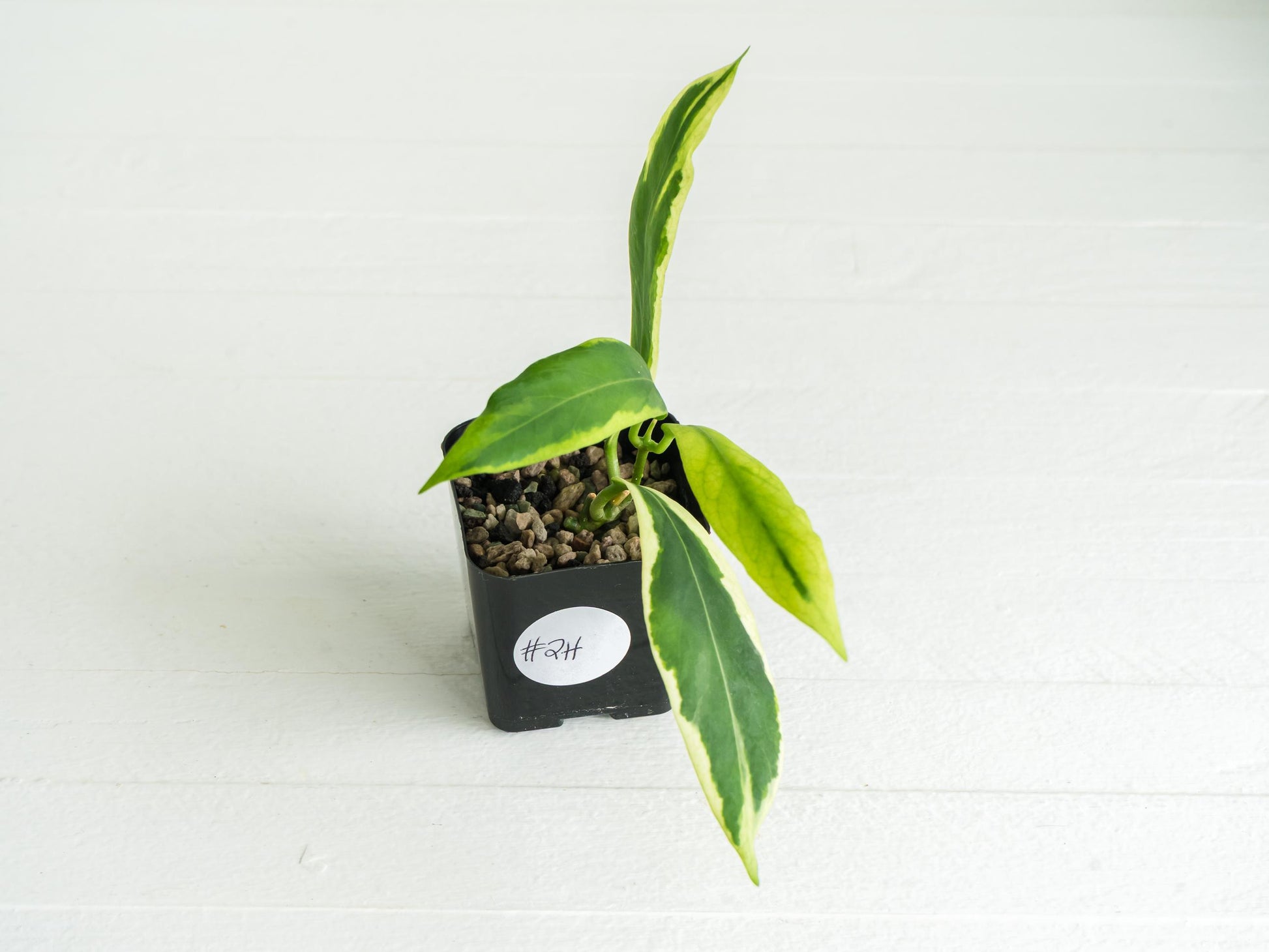 Hoya pimenteliana (Albo / Outer Variegated) | 2-Inch