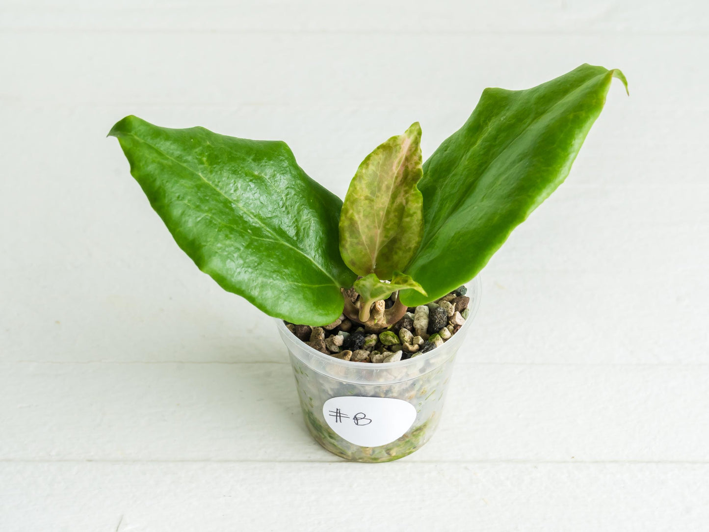 Hoya 'Candy' | 2-Inch