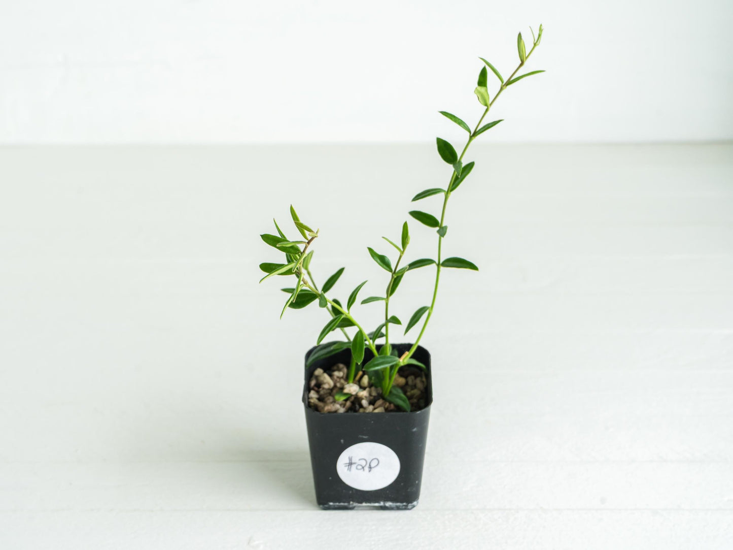 Hoya engleriana (Vietnam) | 2-Inch