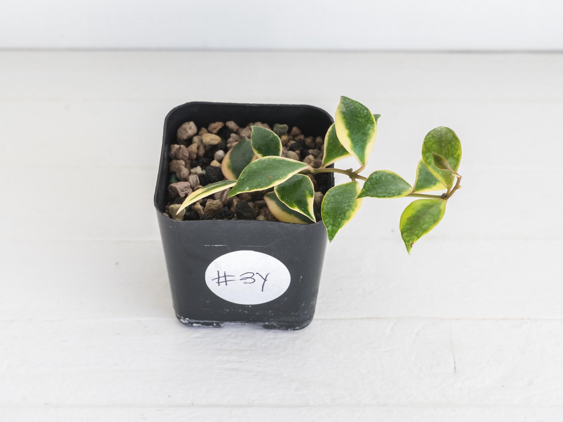 Hoya bakoensis (Outer Variegated - Albo) | 2-Inch