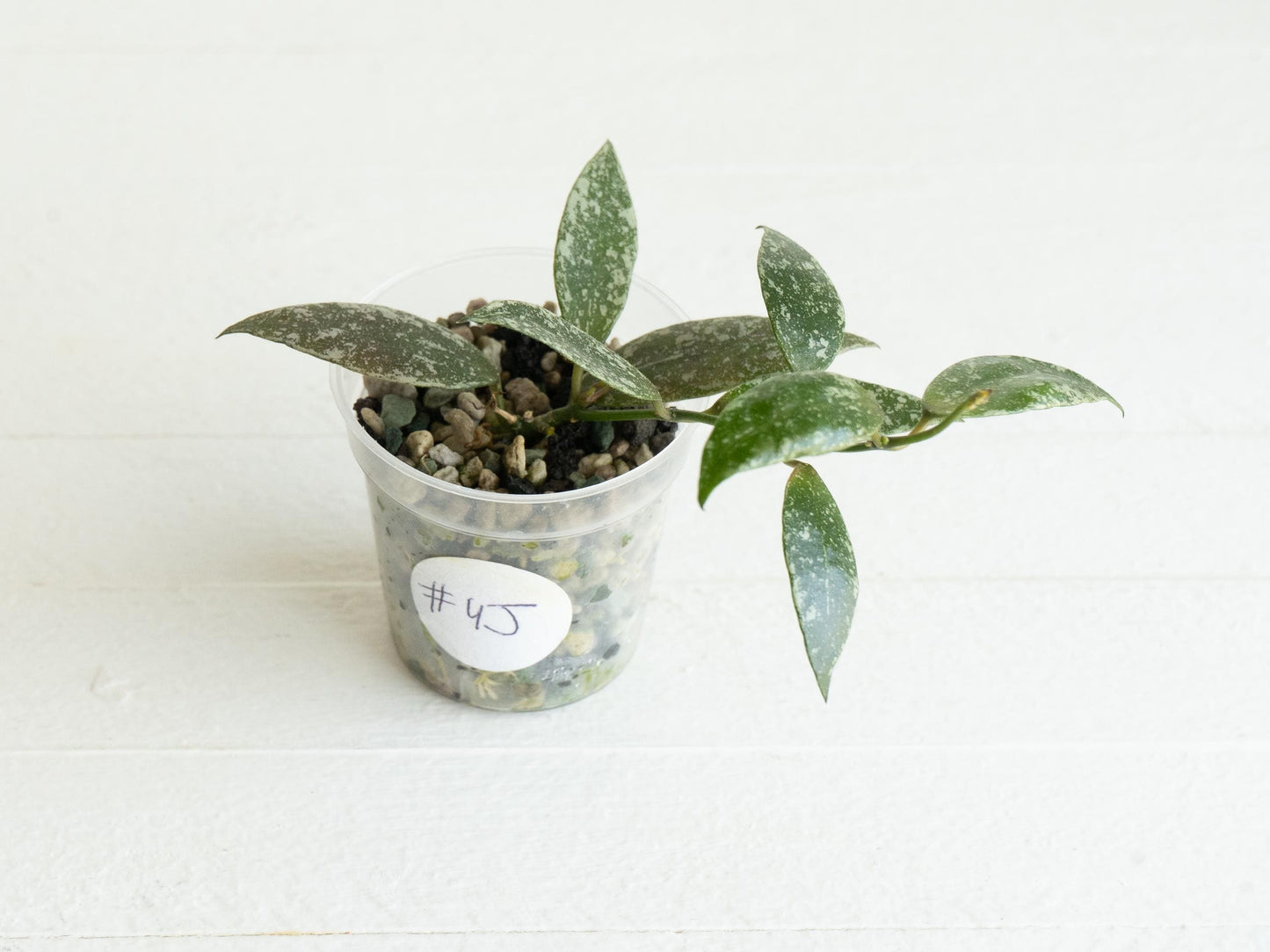 Hoya lacunosa 'Laos Full Splash' | 2-Inch