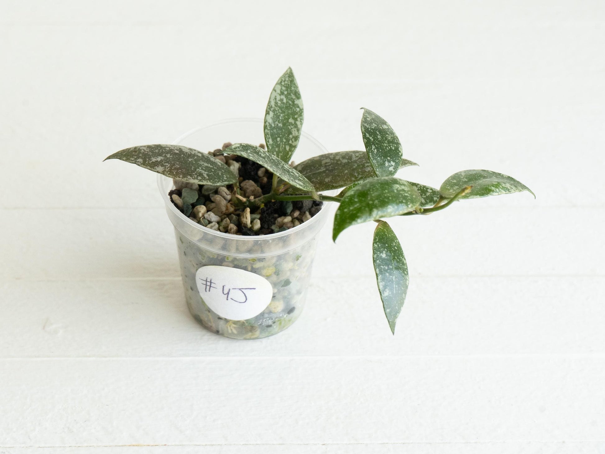 Hoya lacunosa 'Laos Full Splash' | 2-Inch