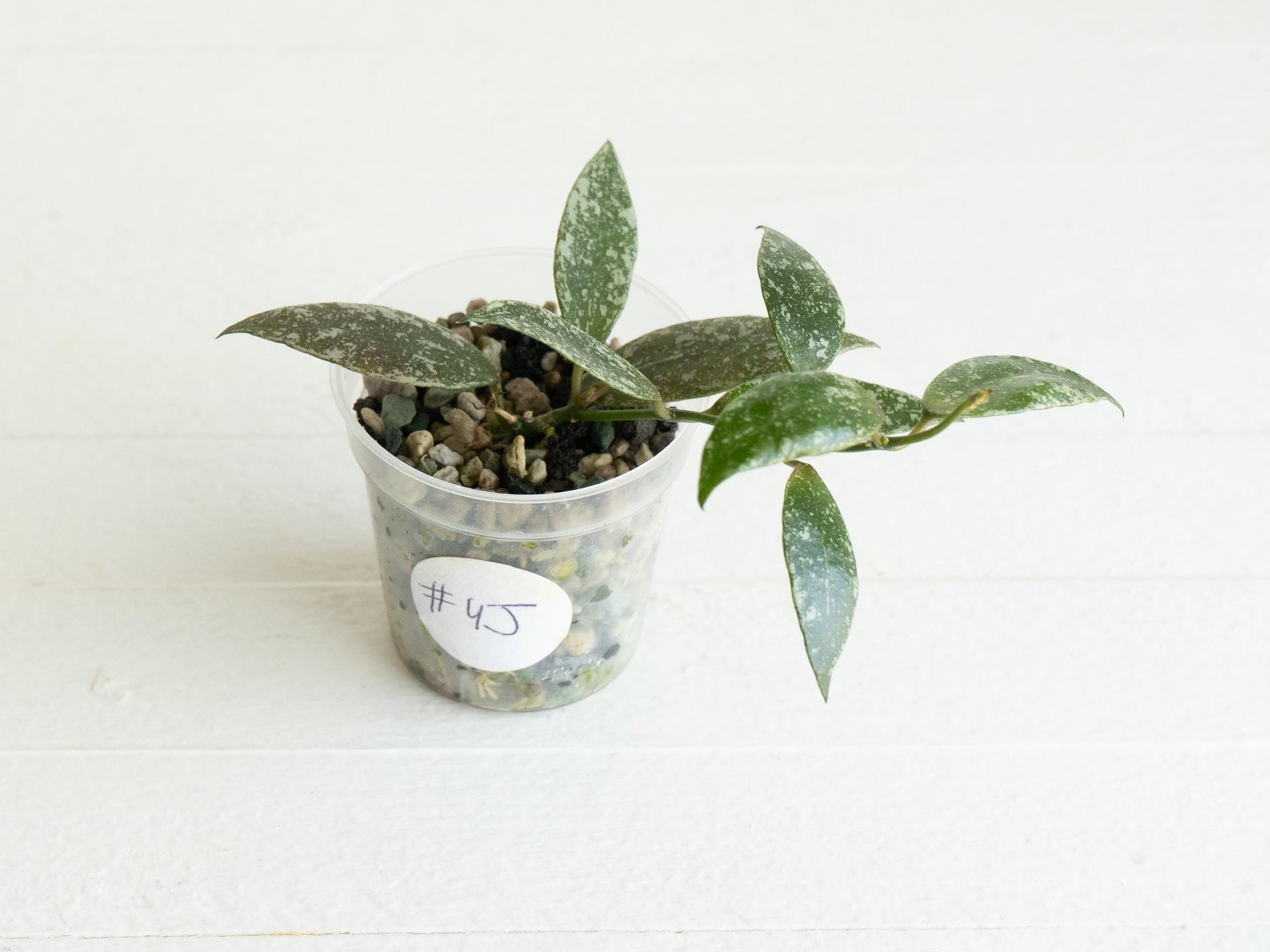 Hoya lacunosa 'Laos Full Splash' | 2-Inch