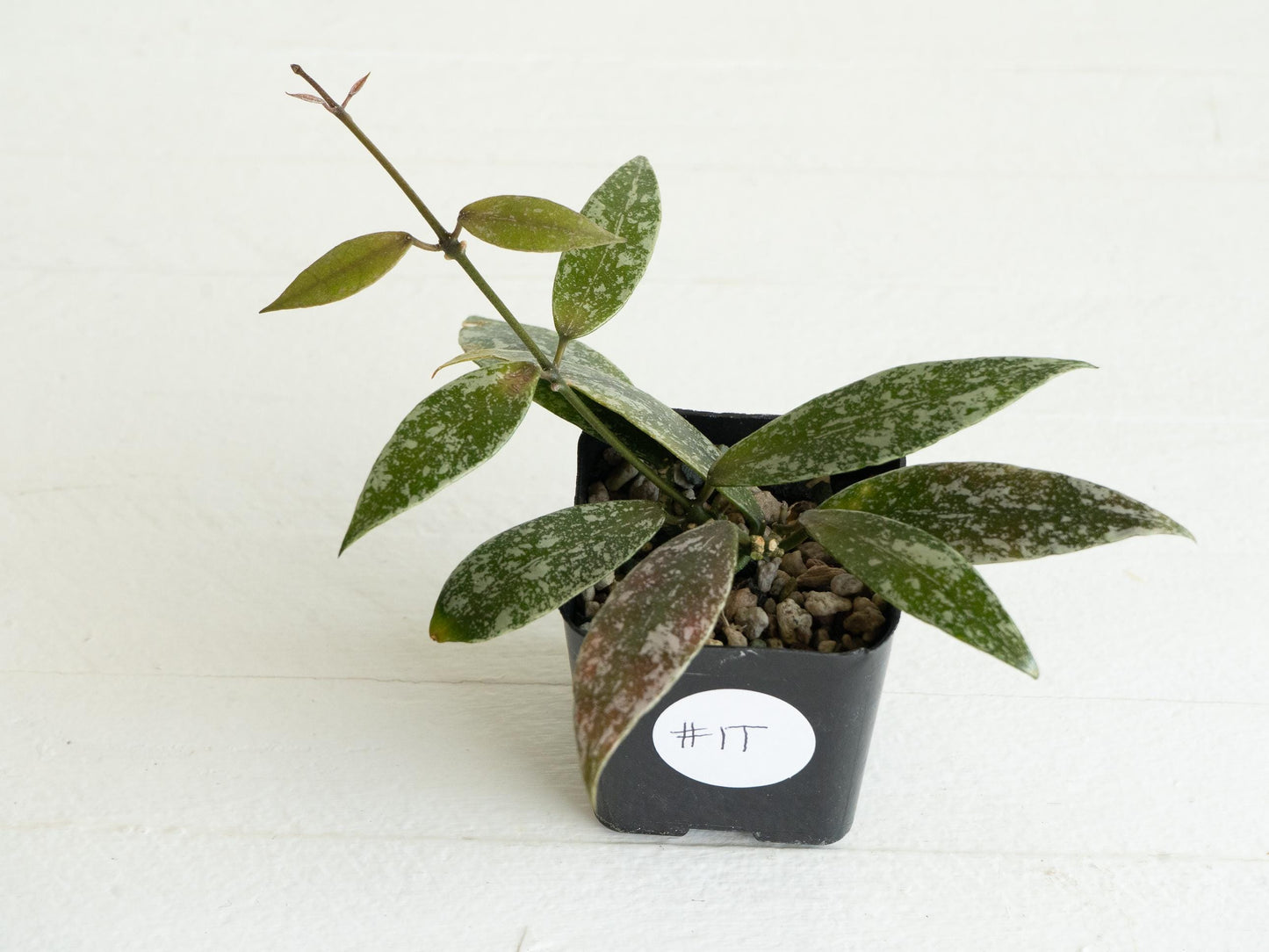Hoya lacunosa 'Laos Full Splash' | 2-Inch