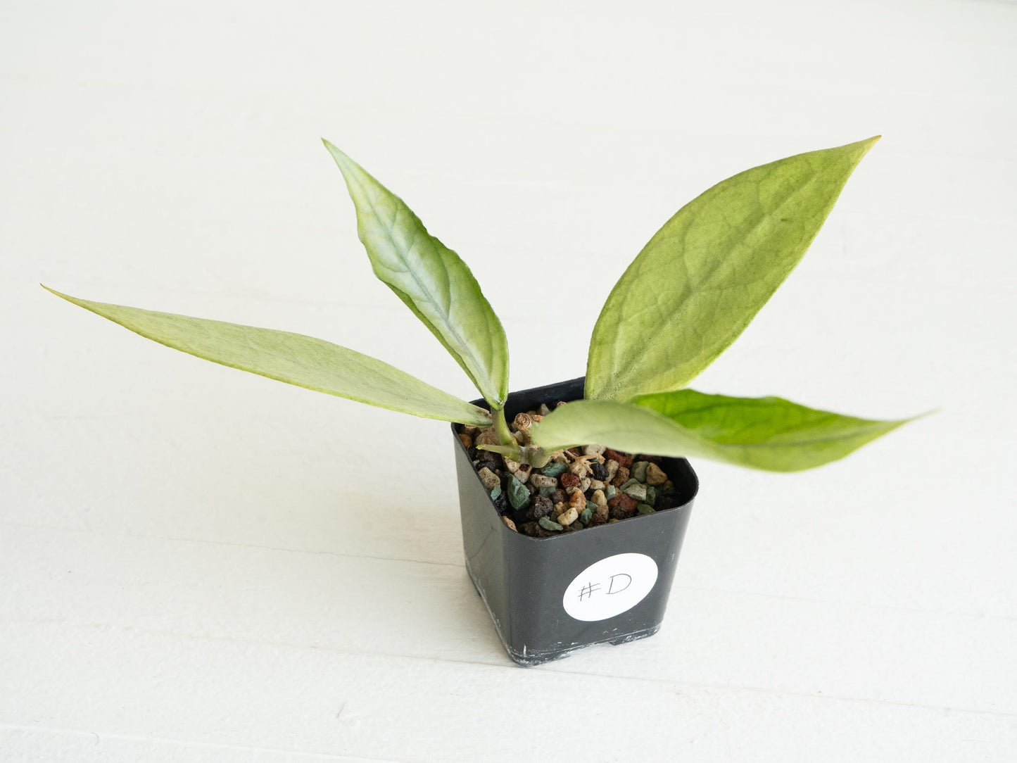 Hoya Germany (Silver) | 2-Inch