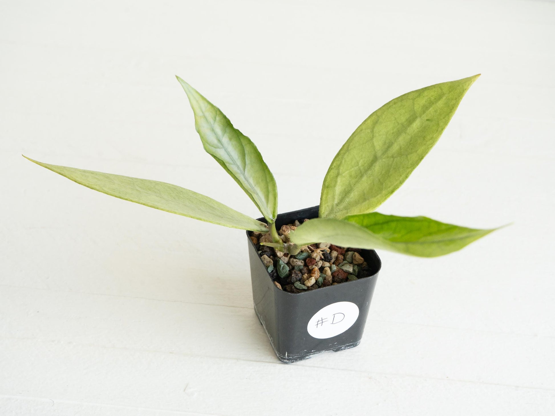 Hoya Germany (Silver) | 2-Inch