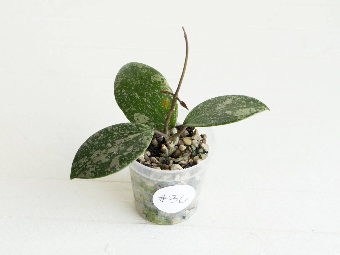 Hoya 'Wibergiae Round Leaf' (DMW-001-C) [verticillata (ex. wibergiea) x unknown] | 2-Inch
