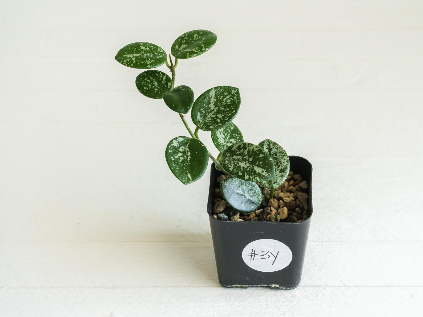 Hoya 'Mathilde' (Splash) | 2-Inch