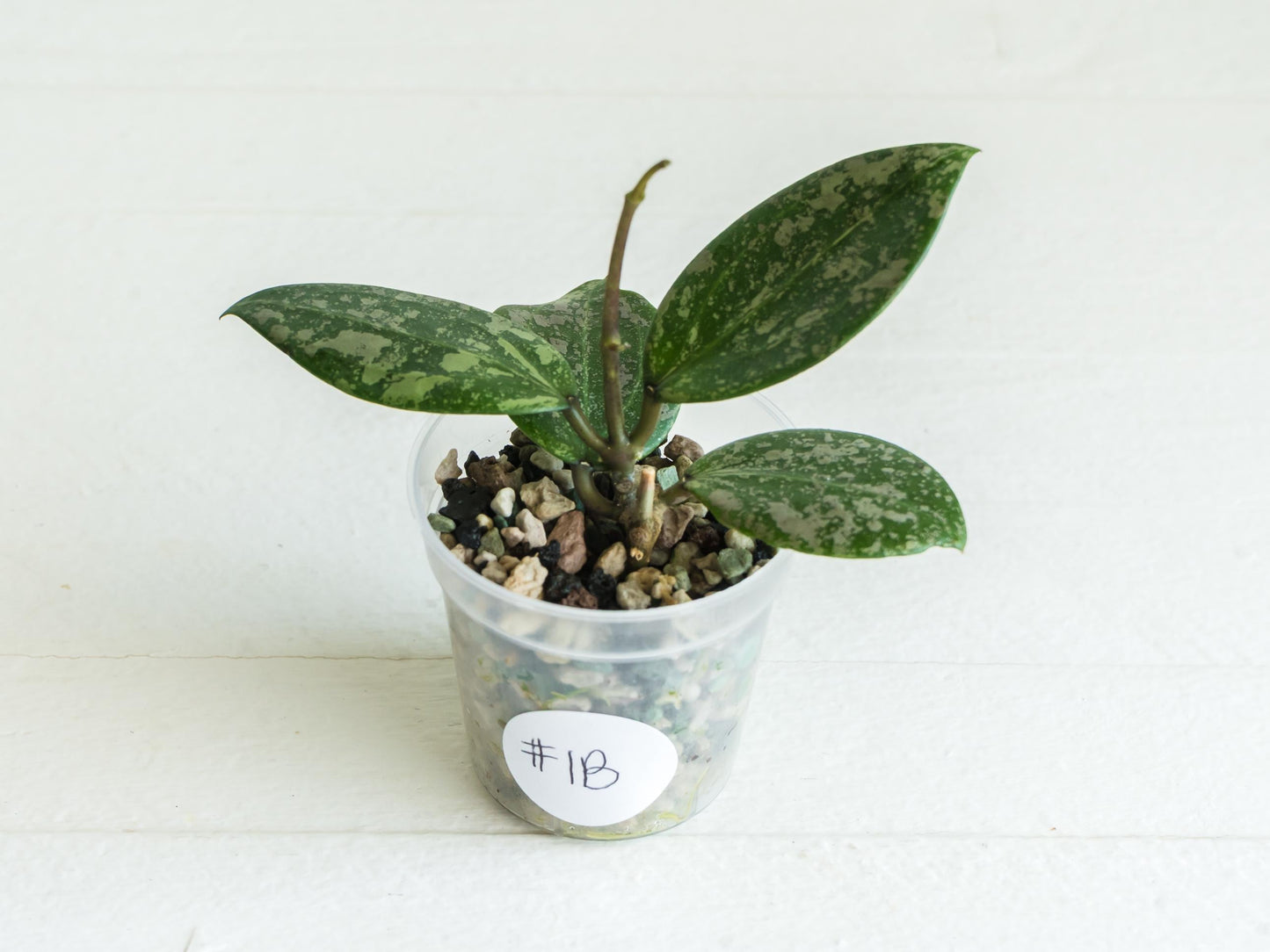 Hoya 'Wibergiae Round Leaf' (DMW-001-C) [verticillata (ex. wibergiea) x unknown] | 2-Inch